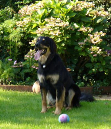 Amy1