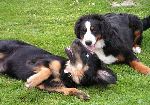 Amy 2007_04_07 Hundeschule_03