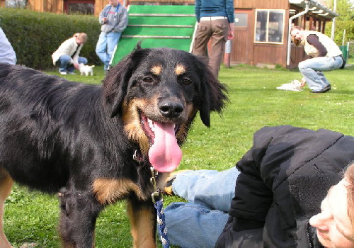 Amy 2007_04_07 Hundeschule_10