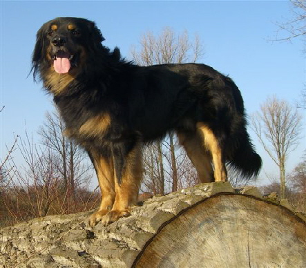 Arlos1
